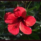 Hibiscus