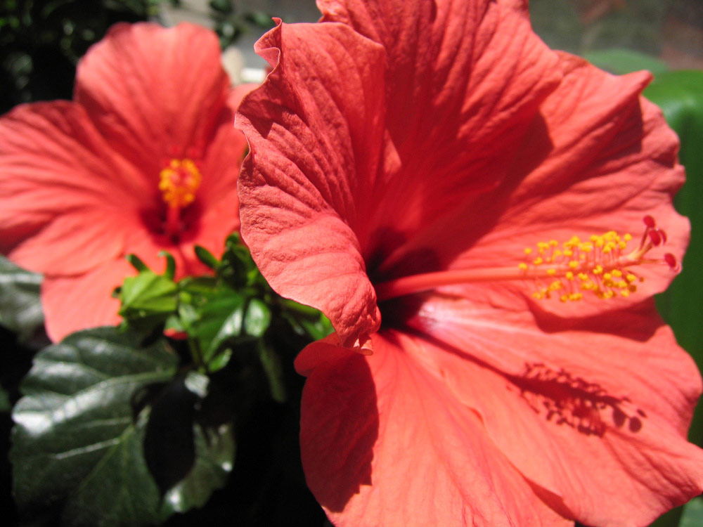 hibiscus