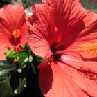 hibiscus