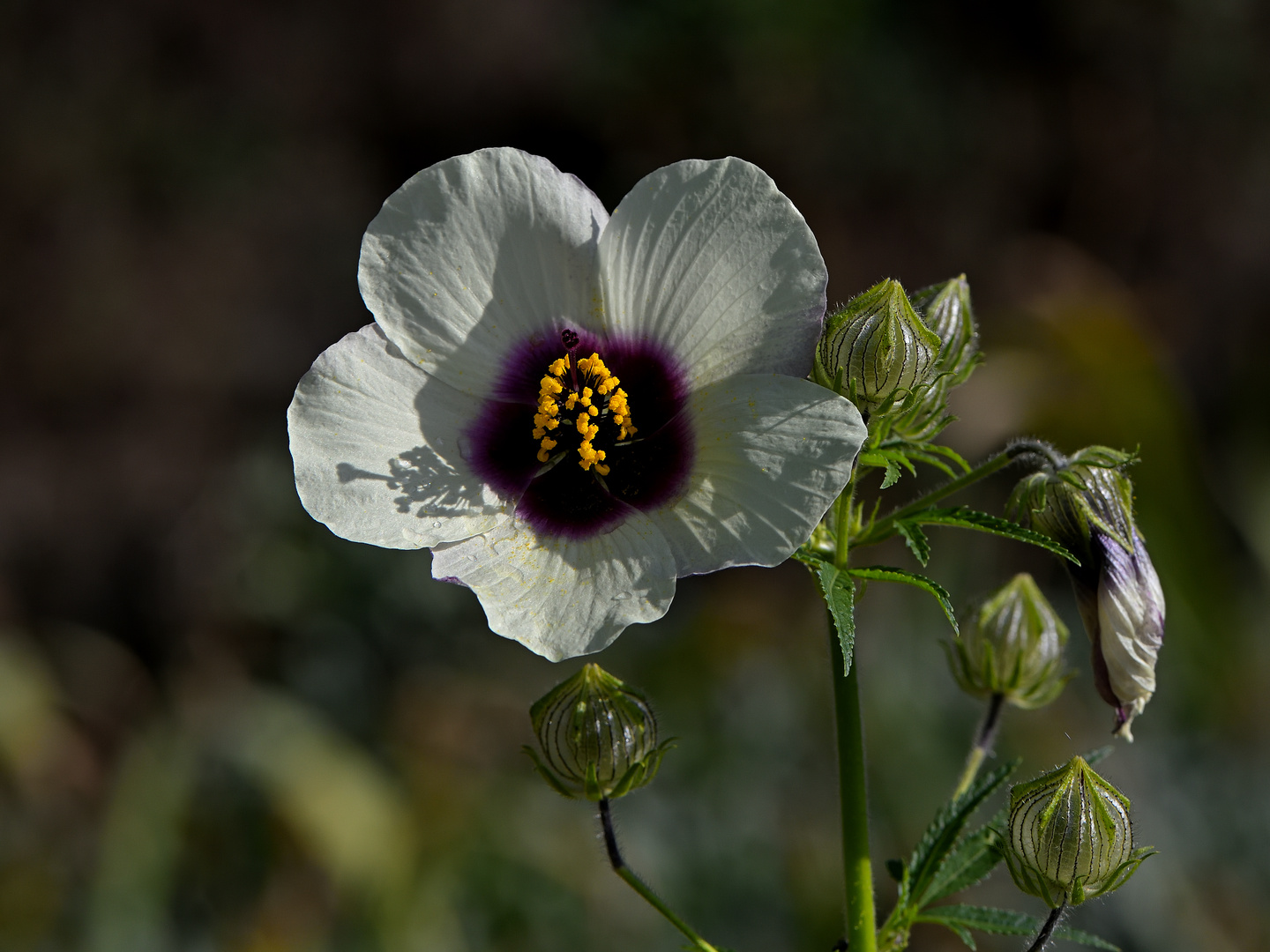 HIBISCUS CANNABINUS (Kenaf)