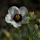 HIBISCUS CANNABINUS (Kenaf)