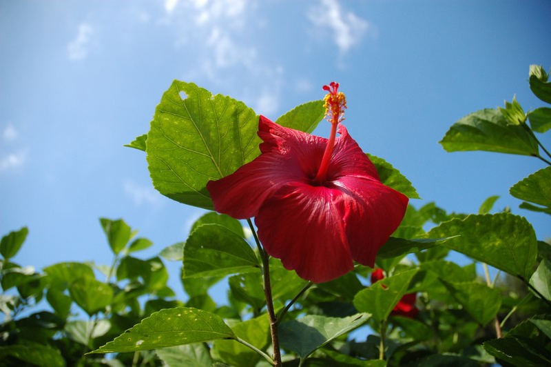 Hibiscus