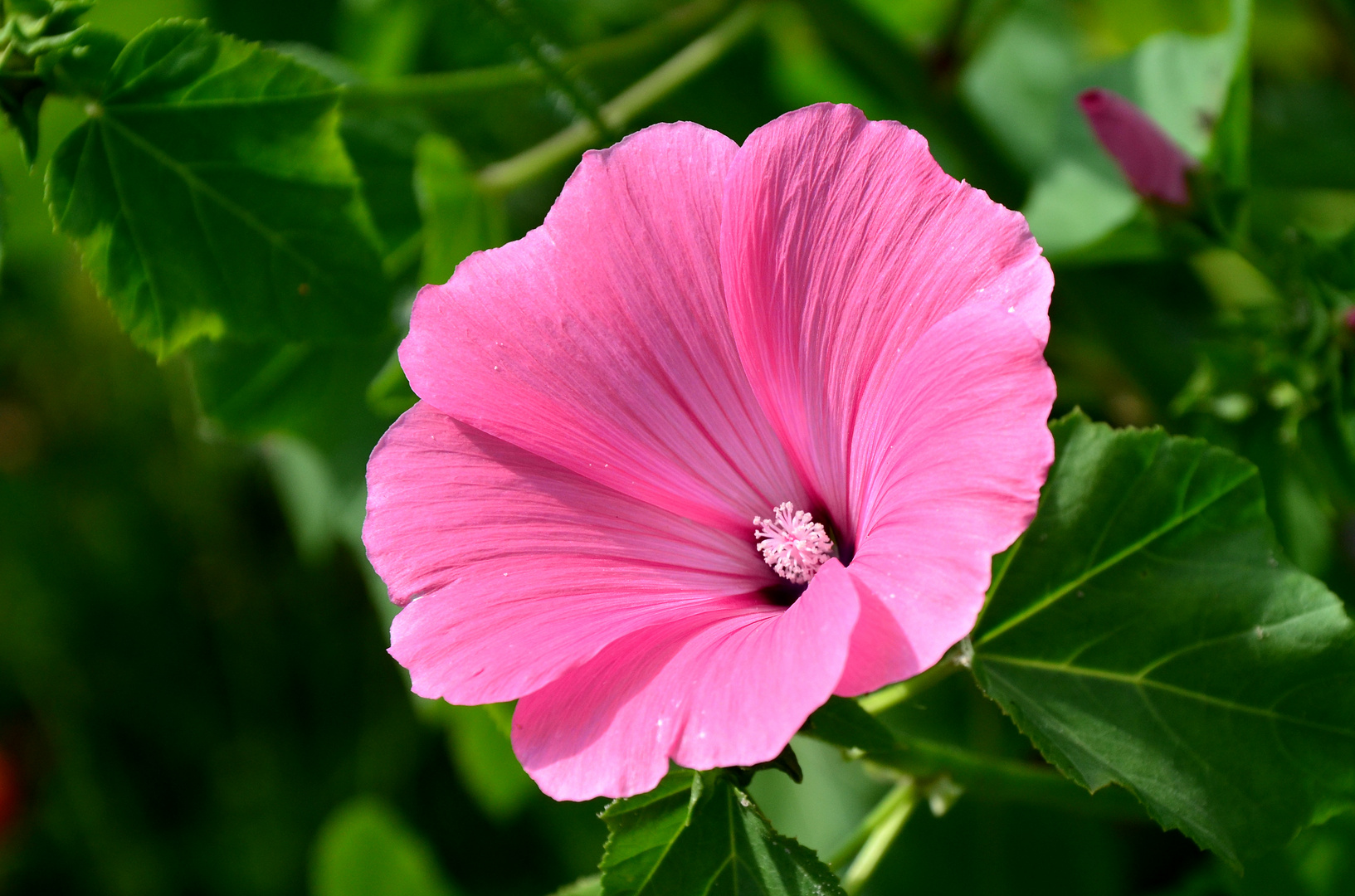 #...Hibiscus..........#