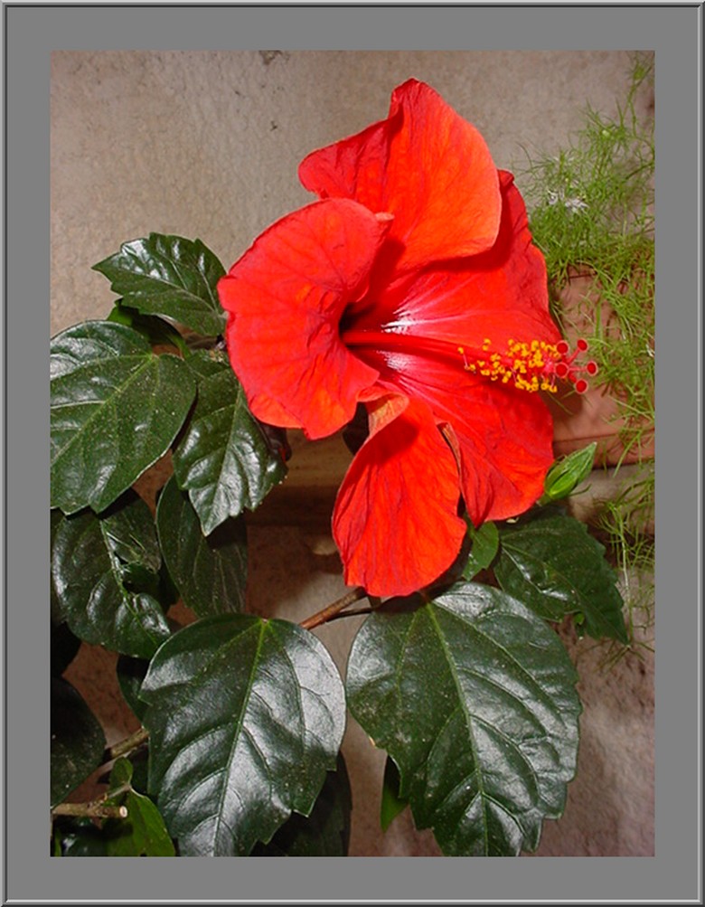 hibiscus