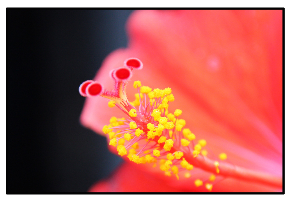 Hibiscus Close-Up