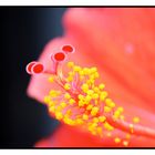 Hibiscus Close-Up