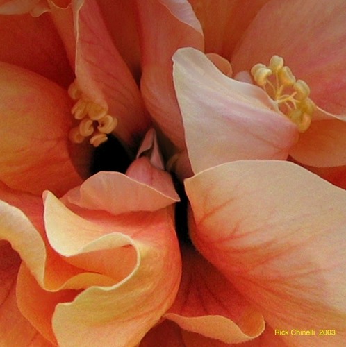 Hibiscus Close Up