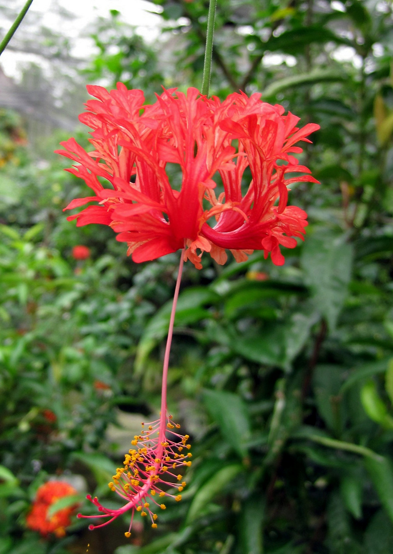 HIBISCUS CORAIL