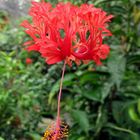 HIBISCUS CORAIL