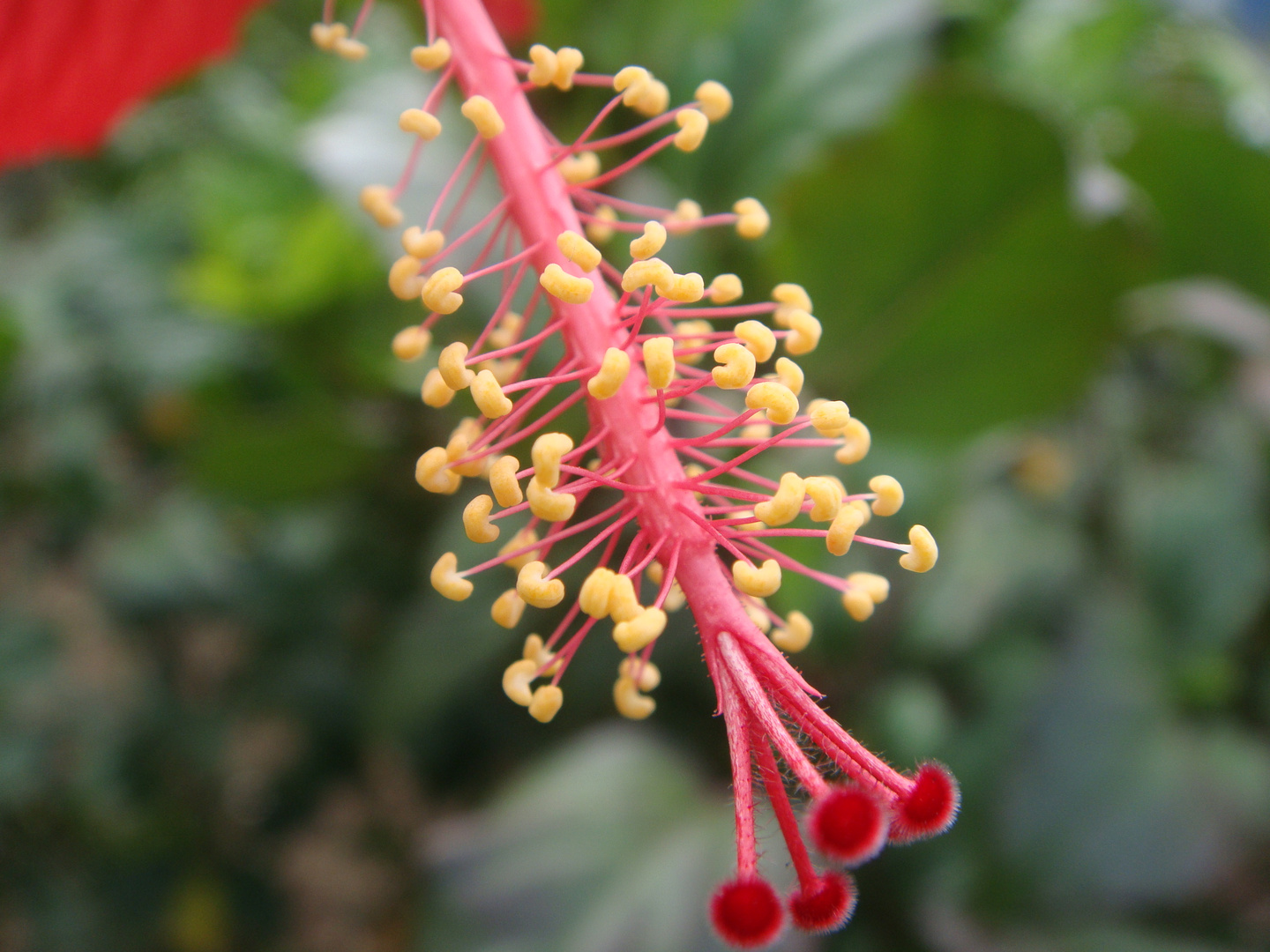 Hibiscus