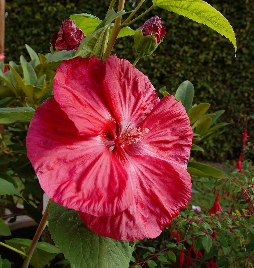 hibiscus