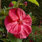 hibiscus