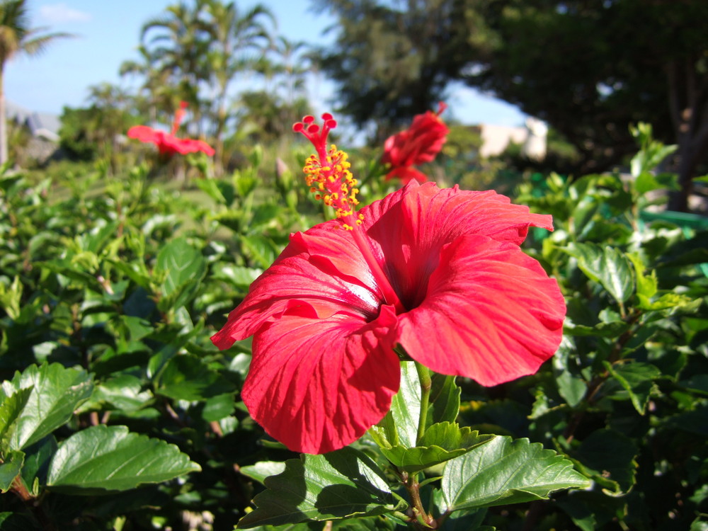 Hibiscus