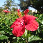 Hibiscus