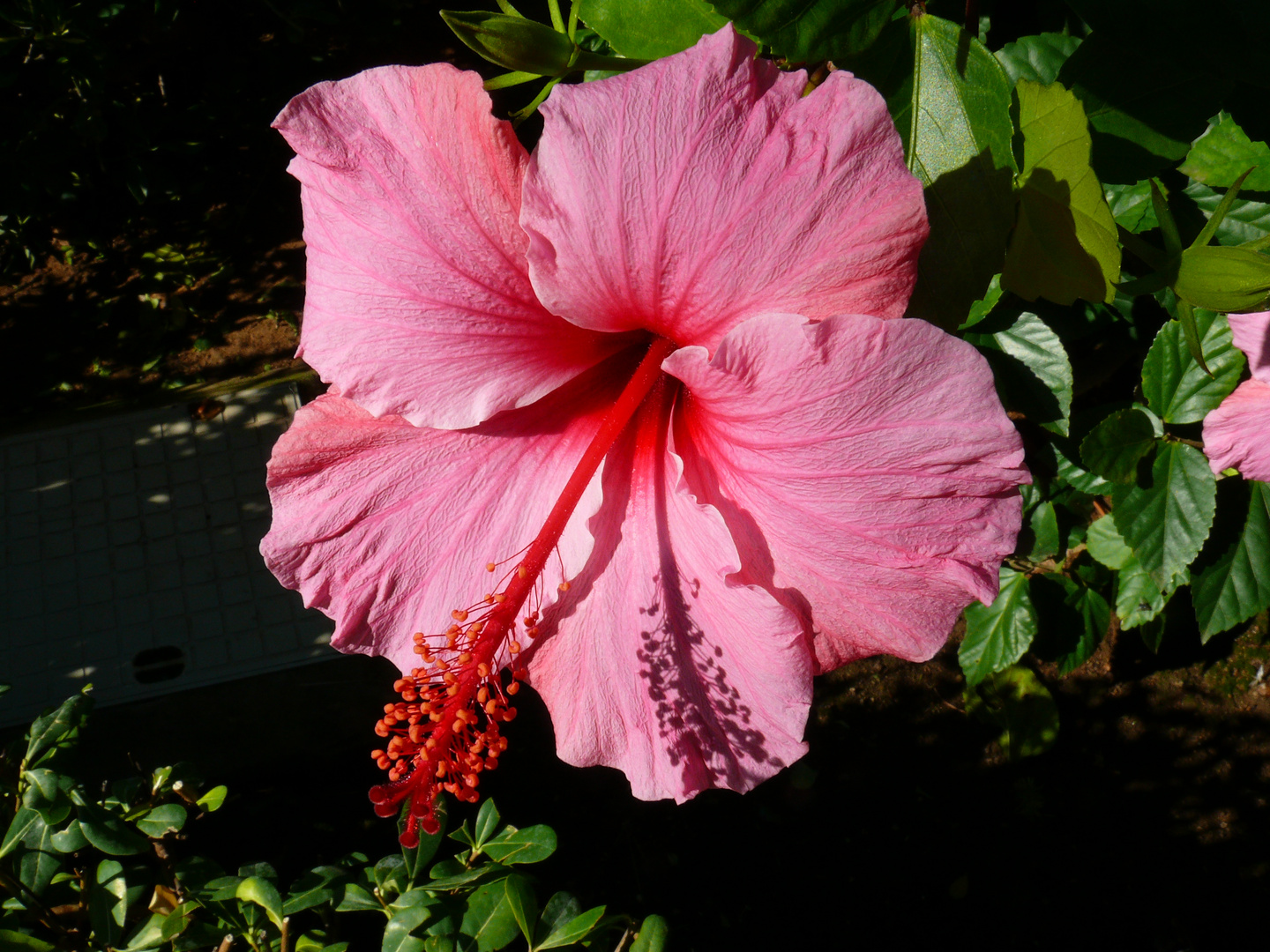 Hibiscus