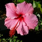 Hibiscus