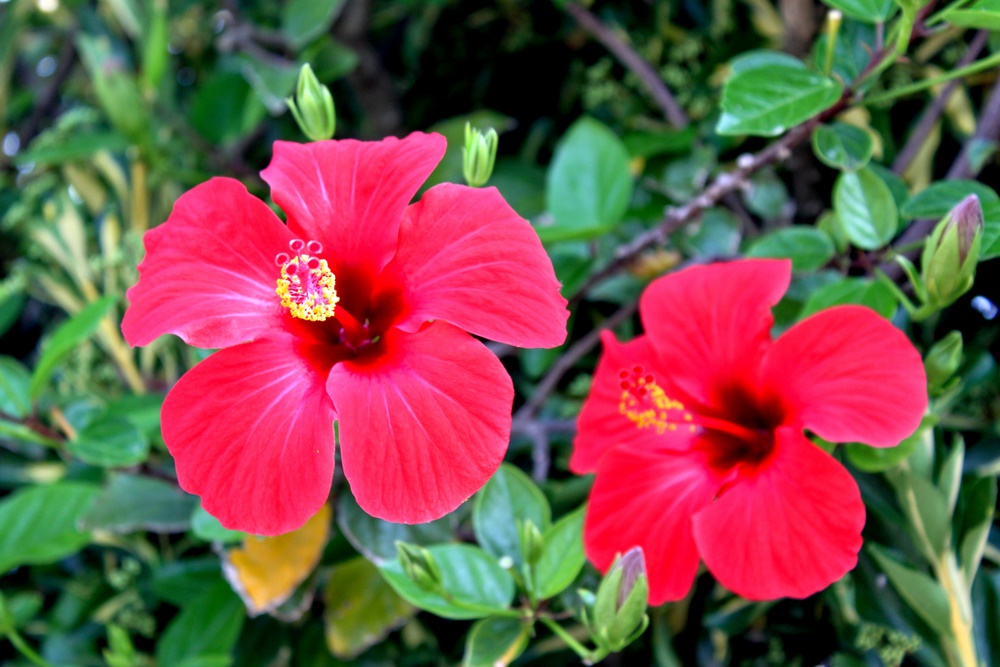 Hibiscus