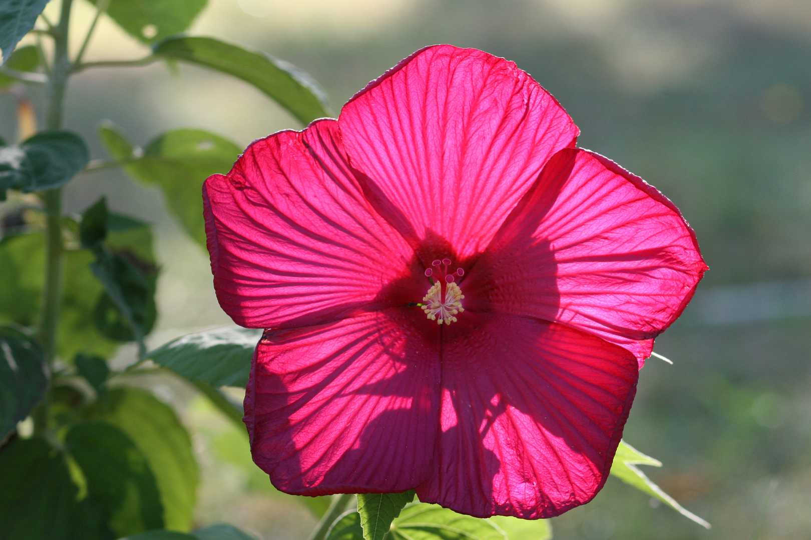 Hibiscus de Jardin