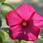 Hibiscus de Jardin