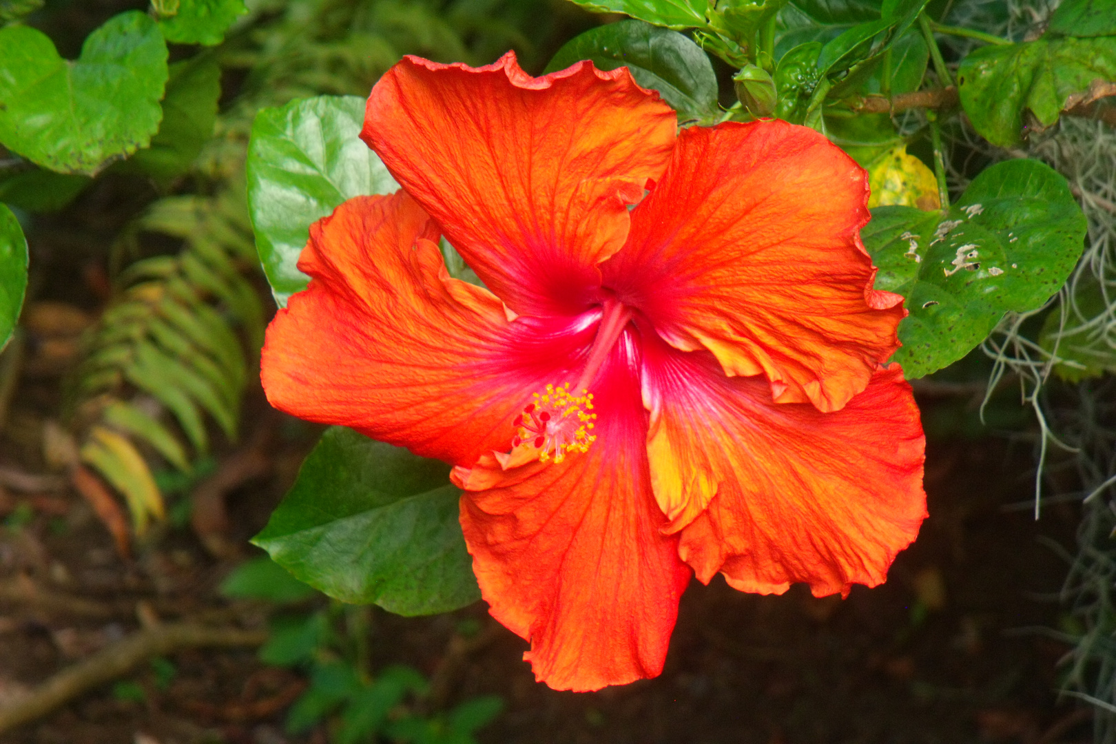 Hibiscus de La Réunion