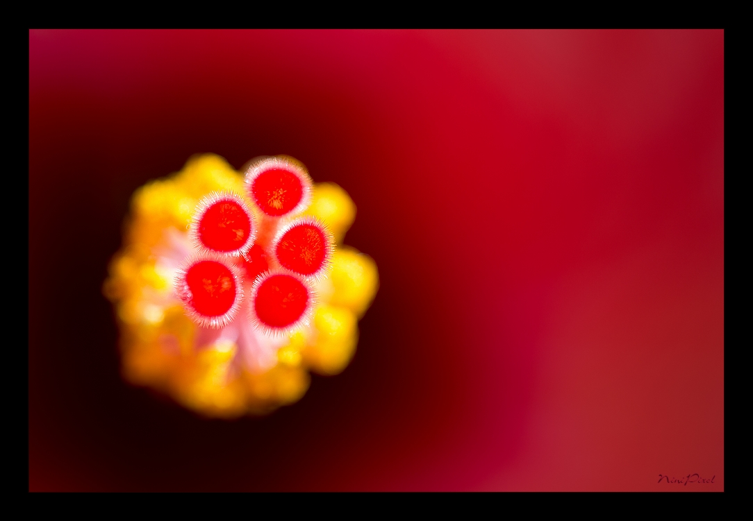 Hibiscus de mon jardin...