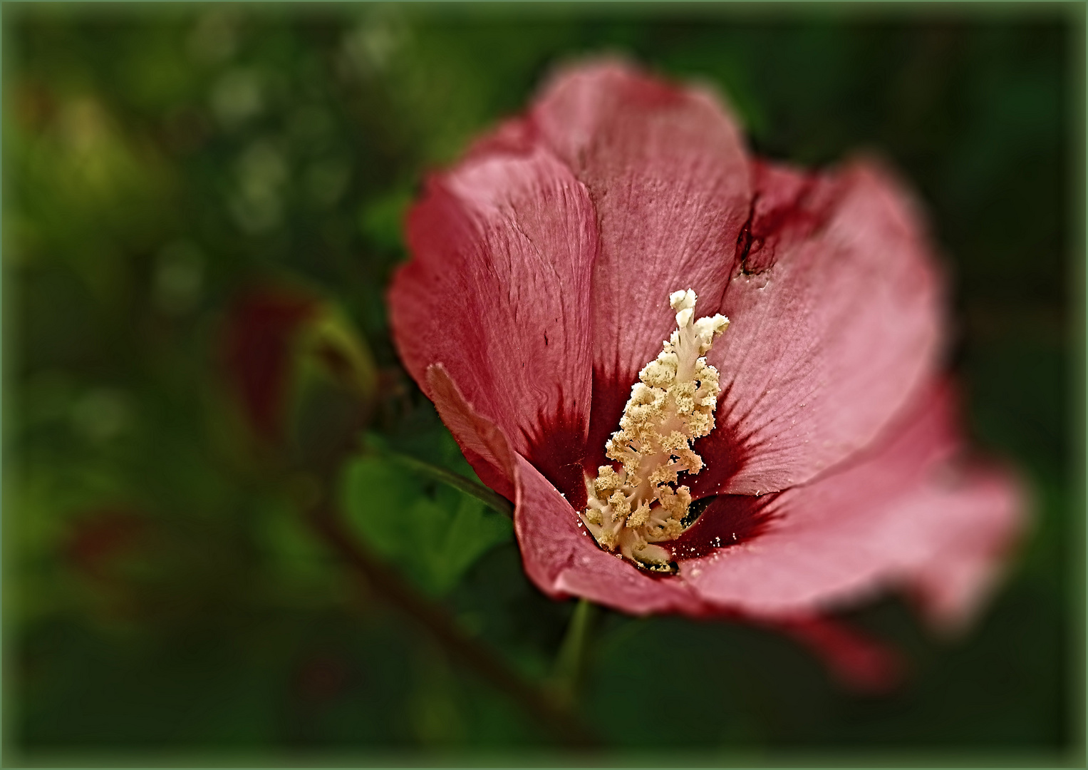 Hibiscus de verano