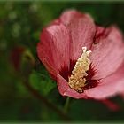 Hibiscus de verano