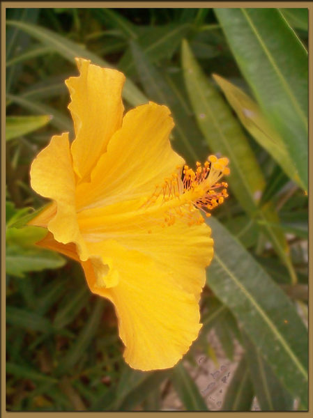 Hibiscus