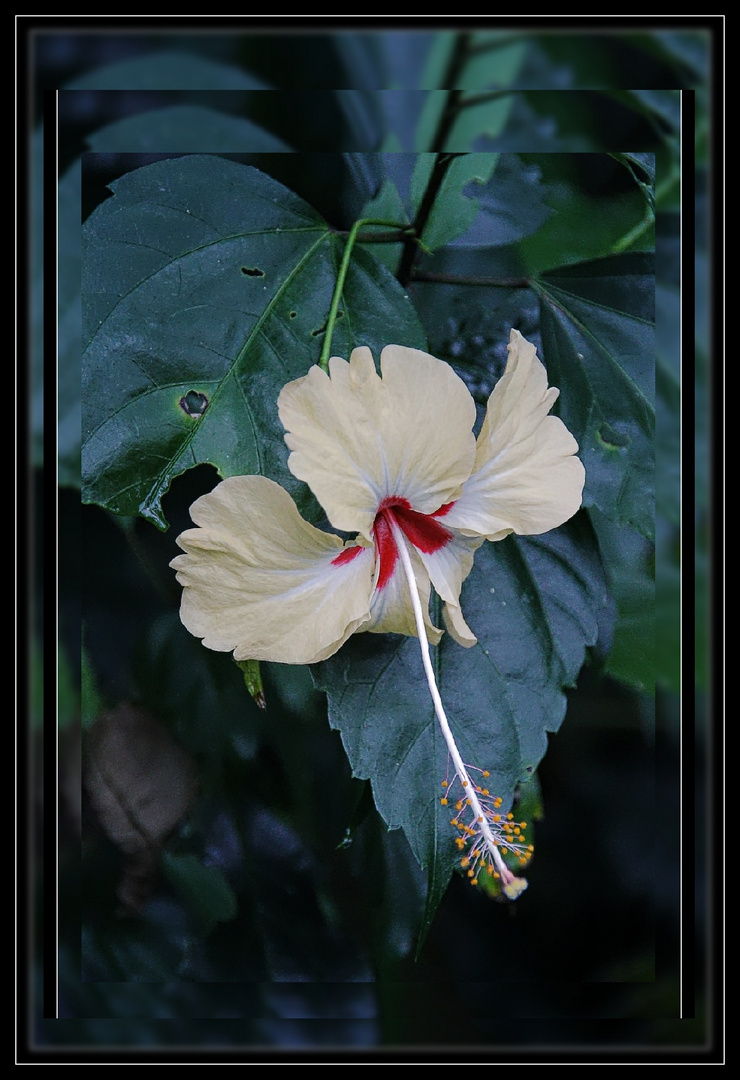 hibiscus délicat