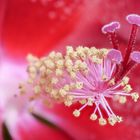 Hibiscus Detail