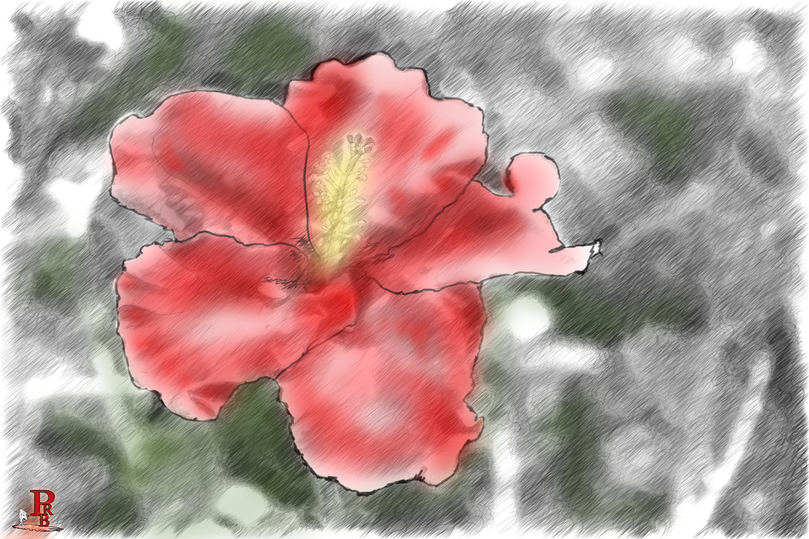 Hibiscus