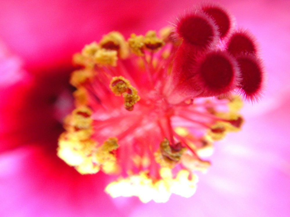 Hibiscus die Zweite