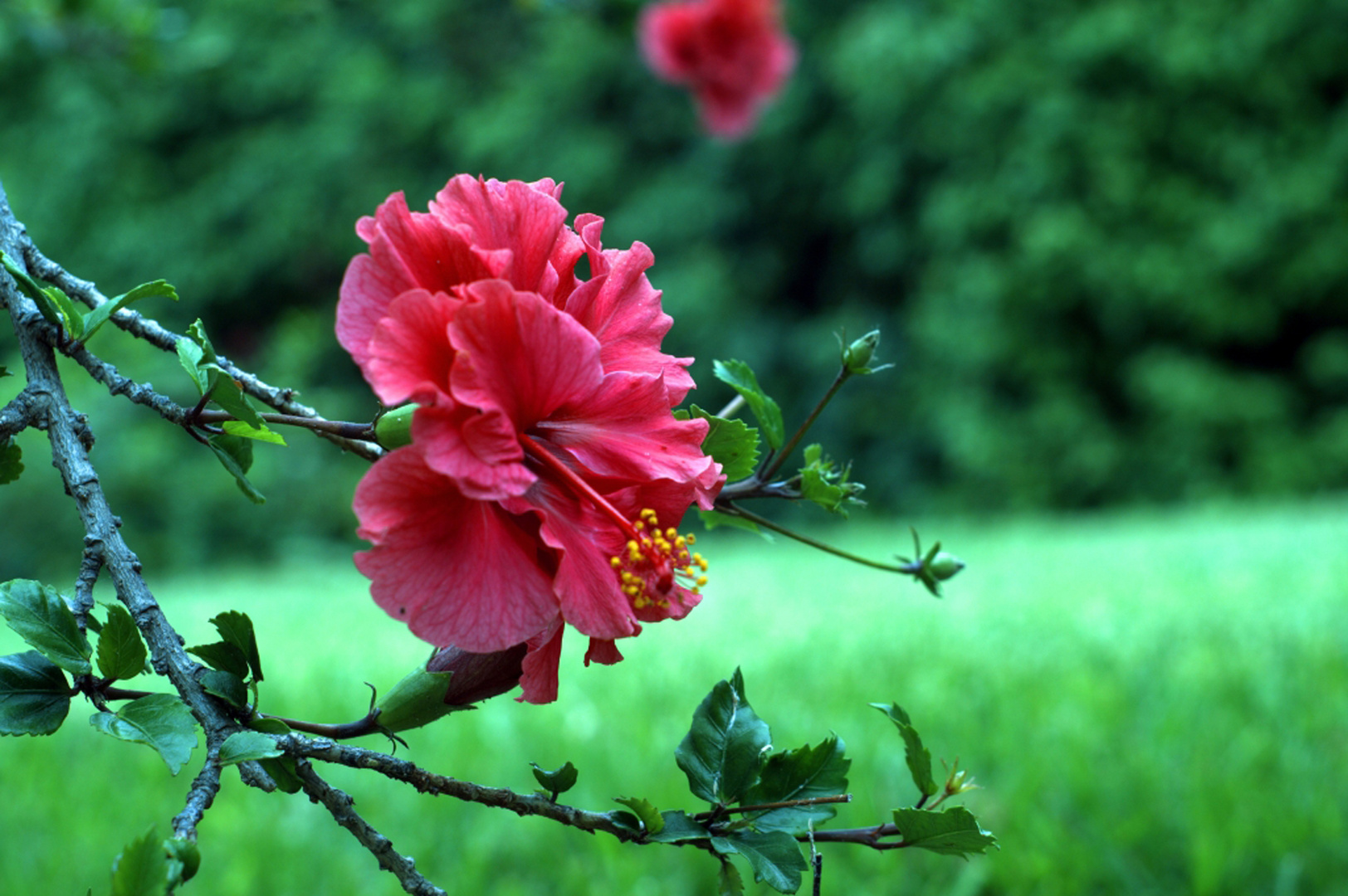 Hibiscus doble