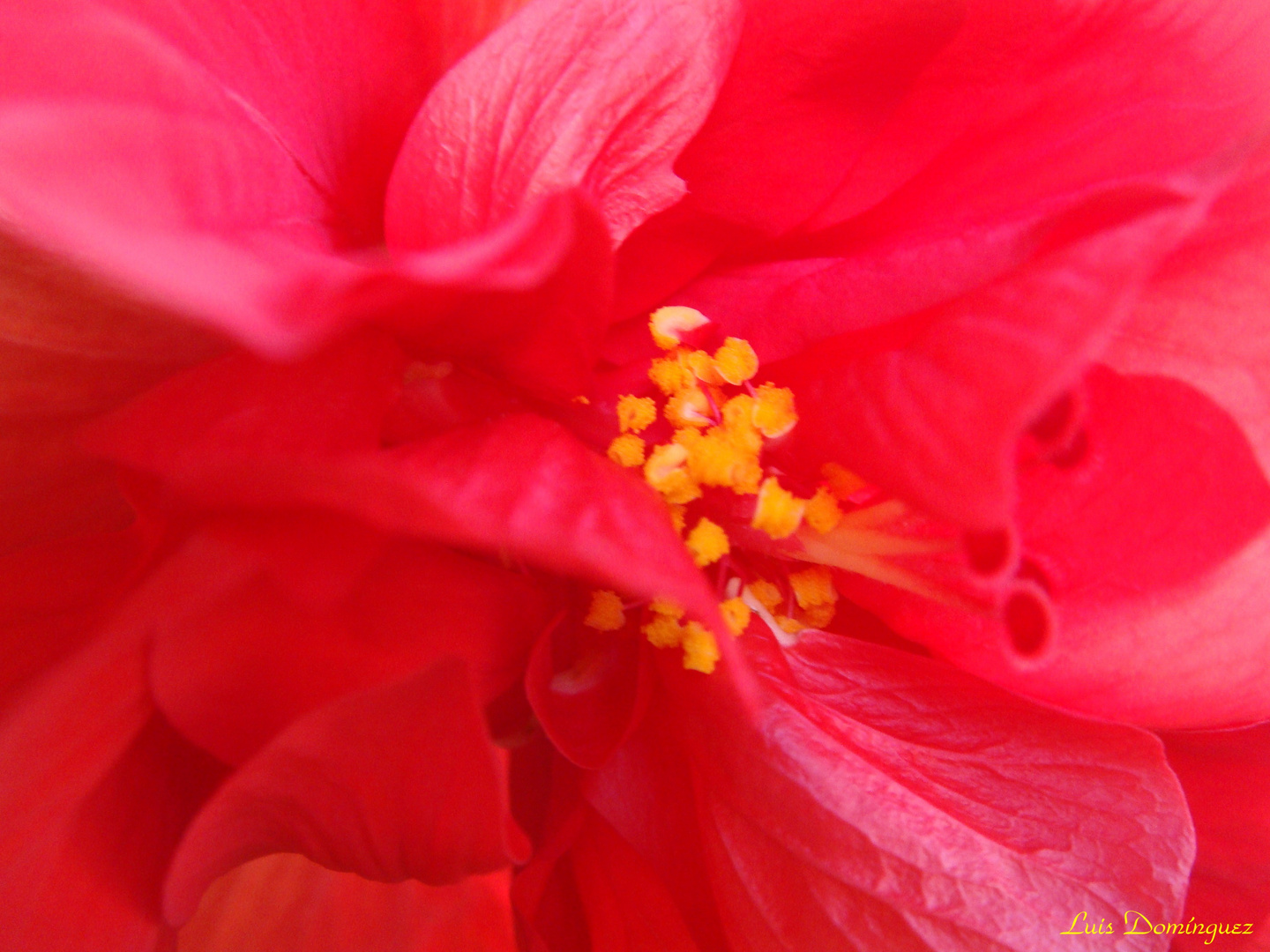 Hibiscus Doble