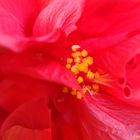 Hibiscus Doble