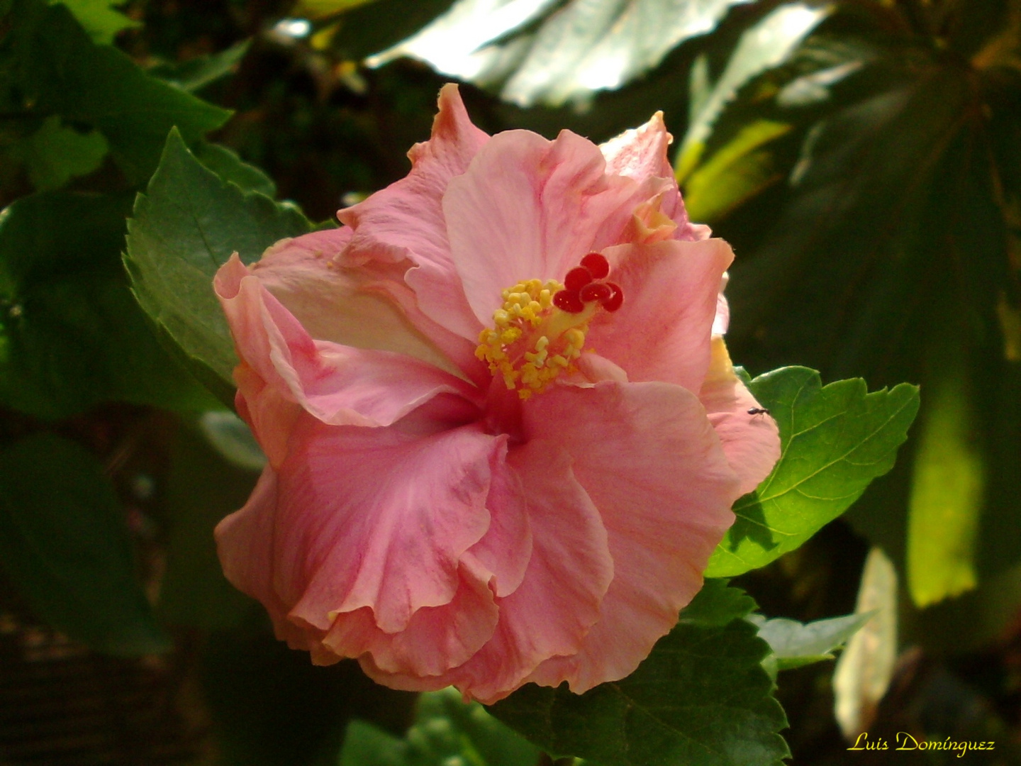 Hibiscus doble