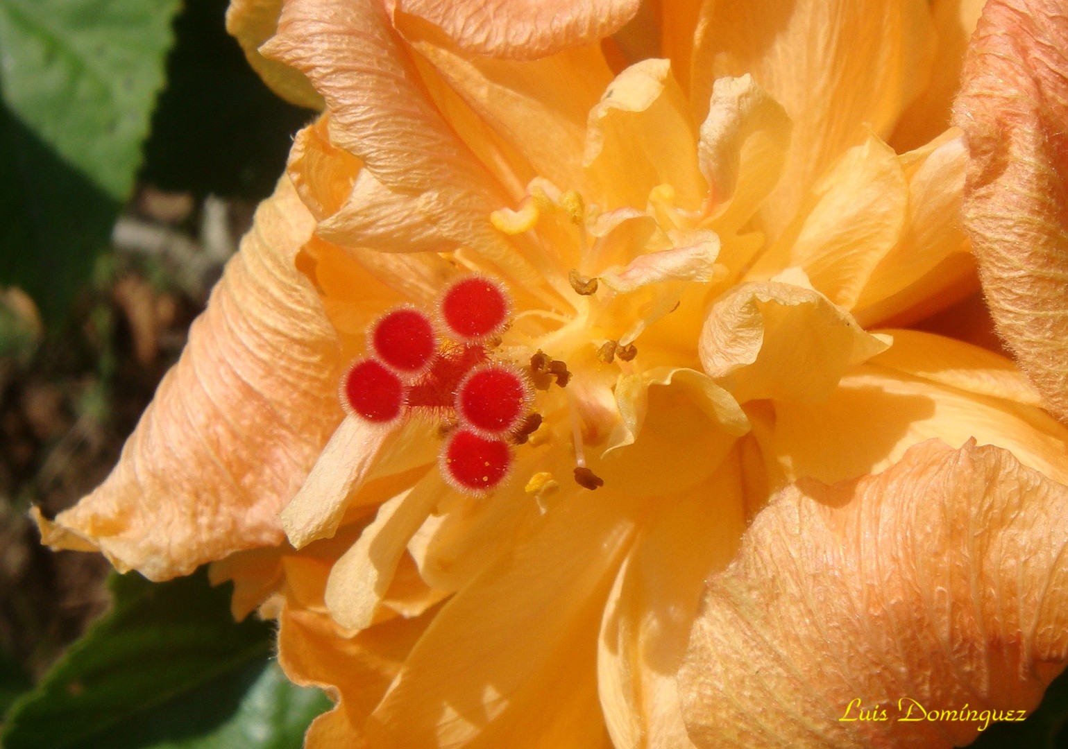 Hibiscus Doble