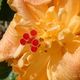 Hibiscus Doble