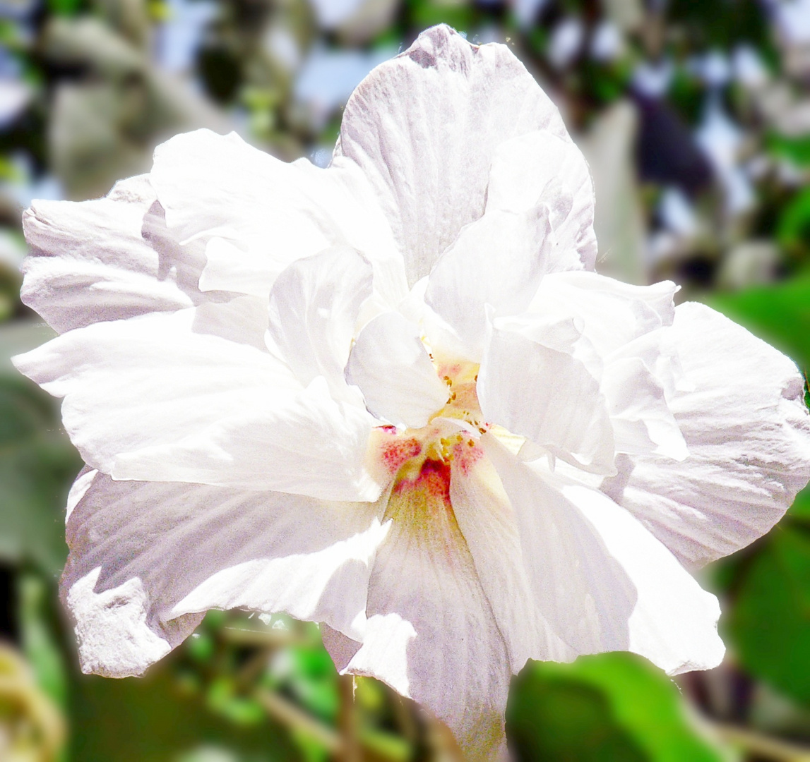 Hibiscus du jardin