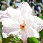 Hibiscus du jardin