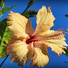 Hibiscus dubaïote