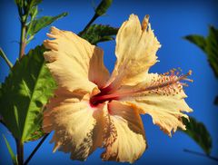 Hibiscus dubaïote