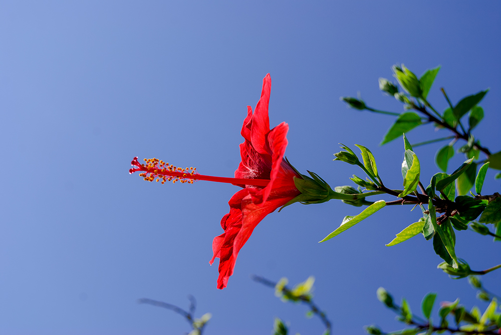 Hibiscus