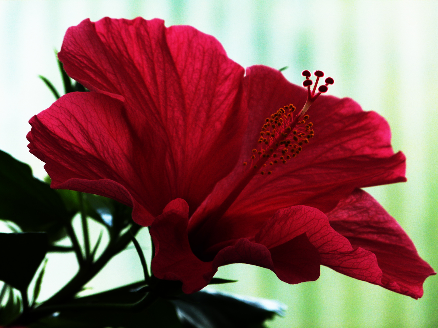 Hibiscus