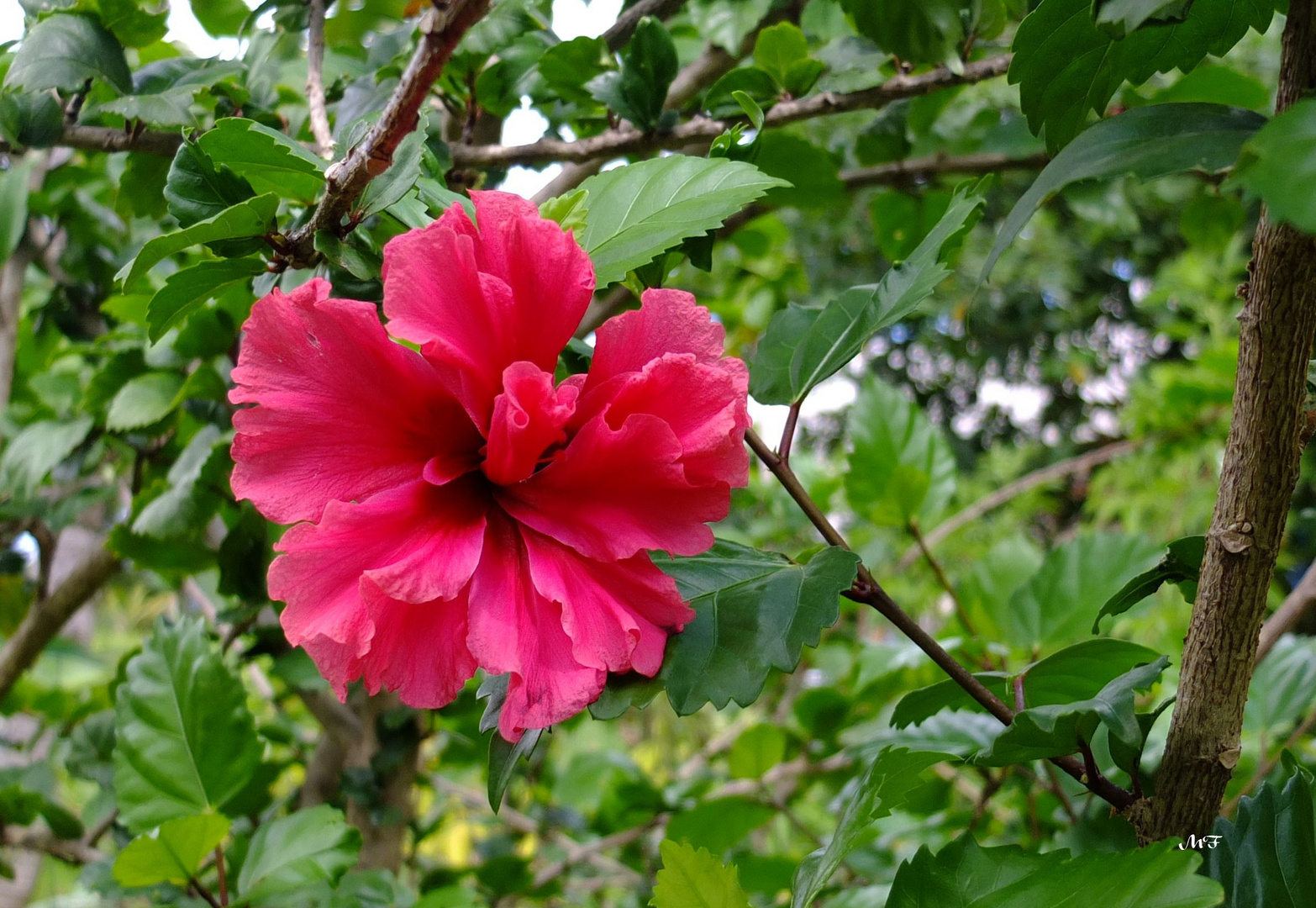 Hibiscus