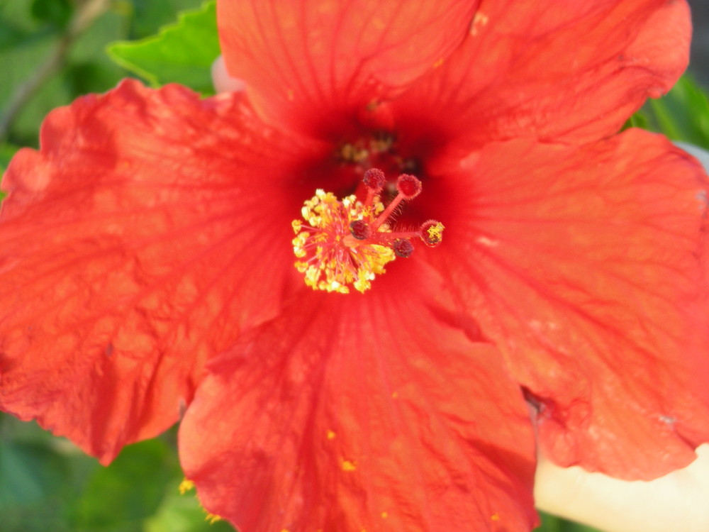 Hibiscus