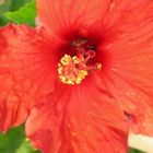 Hibiscus