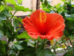 Hibiscus