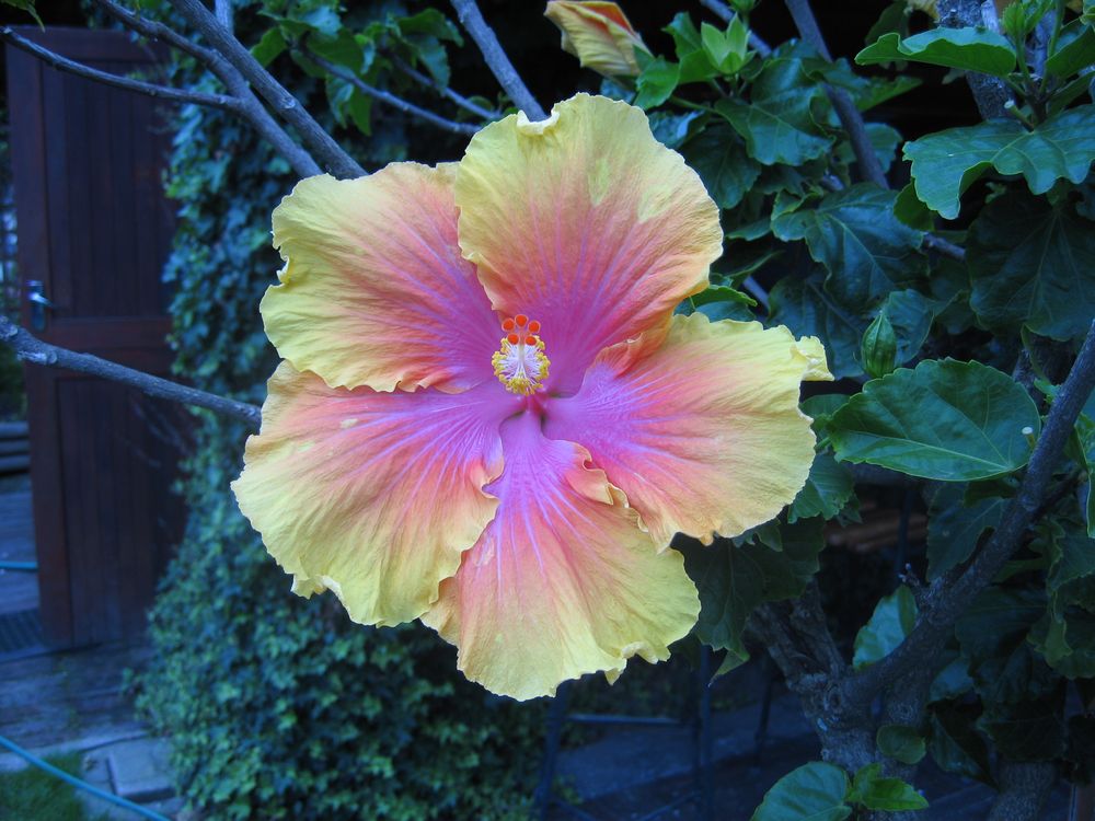 Hibiscus