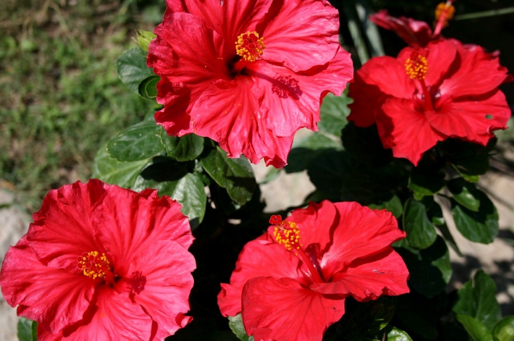 hibiscus